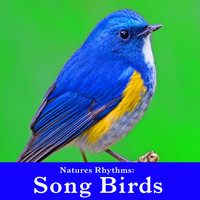 Wildlife Bill - Natures Rhythms: Song Birds
