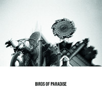 Birds of Paradise - Love Is Confusion
