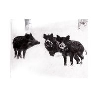 Burial - Naked Pigs / Warfare Orgasm Single