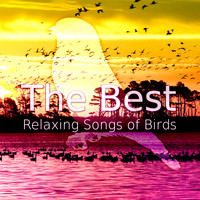 Peaceful Music - The Best Relaxing Songs of Birds – Morning Birds in the Forest, Deep Relaxation, Beautiful Singing Birds, Total Relax & Rest