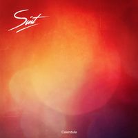 Sint - Calendula