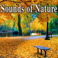 Nature Soundscape - Sounds of Nature
