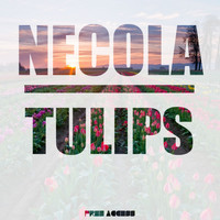 Necola - Tulips