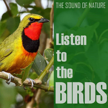 The Birds - Listen to the Birds