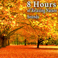 Nature Soundscape - 8 Hours of Relaxing Nature Sounds