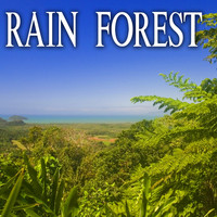 Nature Soundscape - Rain Forest
