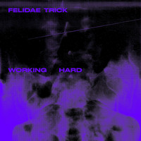 Felidae - Working Hard