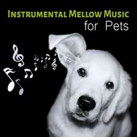Waterfall Sounds Universe - Instrumental Mellow Music for Pets - Calming Down Nature Sounds to Relax Your Dog & Cat When They are Alone at Home, Soft Melodies for Puppies & Kittens That Will Keep Them Company