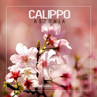 Calippo - Astonia