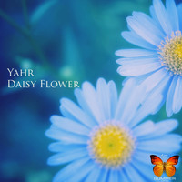 Yahr - Daisy Flower