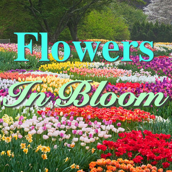 Various Artists - Flowers In Bloom