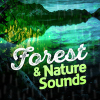 Ambient Nature Sounds - Forest & Nature Sounds