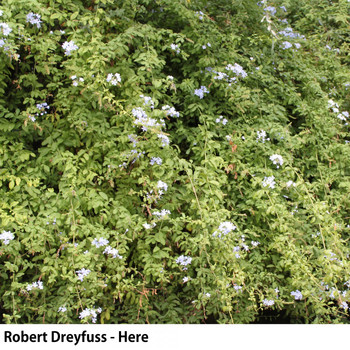 Robert Dreyfuss - Here