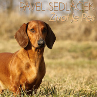 Pavel Sedláček - Život Je Pes