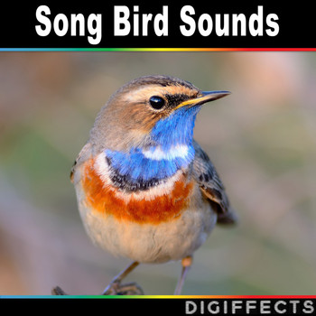 Digiffects Sound Effects Library - Song Bird Sounds