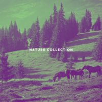 Rain Sounds Nature Collection, White! Noise and Rainfall - Nature Collection