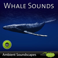 Mind Amend - Whale Sounds