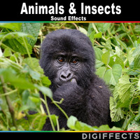 Digiffects Sound Effects Library - Animals & Insects Sounds Effects
