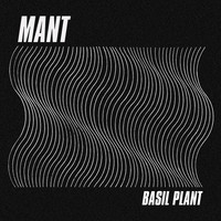 MANT - Basil Plant