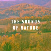 Rain Sounds, Rain for Deep Sleep and Soothing Sounds - The Sounds Of Nature