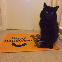 Music For Cats - Meoween!