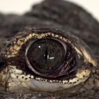 C. Tangana - Alligators