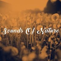 Rain Sounds Nature Collection, White! Noise and Rainfall - Sounds Of Nature