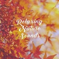 White Noise Research, White Noise Therapy and Nature Sound Collection - Relaxing Nature Sounds