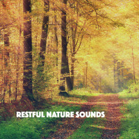 Rain, Ocean Sounds and Rainfall - Restful Nature Sounds