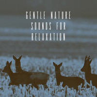 Rain Sounds Nature Collection, White! Noise and Rainfall - Gentle Nature Sounds for Relaxation