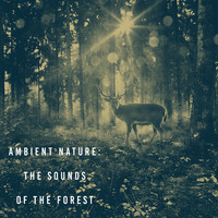 Rain Sounds and Soothing Sounds - Ambient Nature: The Sounds of the Forest