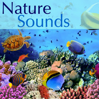 Nature Sound - Nature Sounds Long Waterfall -  River Stream, Gentle Rain Sounds and Birds Singing in the Morning, Natural Sleep Aid Relaxing Music Sleep, Water Sound, Natural Sounds and Relaxing Sounds of Nature
