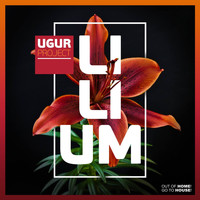 Ugur Project - Lilium