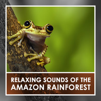 Cameron McBride - Relaxing Sounds of the Amazon Rainforest