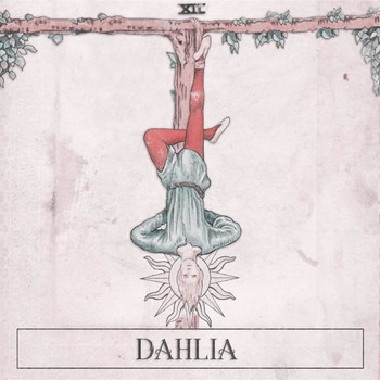 Dahlia - XII