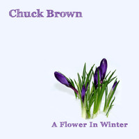 Chuck Brown - A Flower in Winter