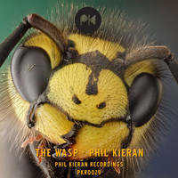 Phil Kieran - The Wasp