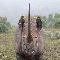 Chemistry - When A Rhino Writes