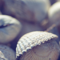Halftribe - Shells