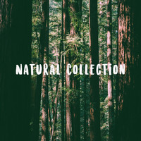 Rain Sounds, Rain for Deep Sleep and Soothing Sounds - Natural Collection