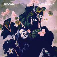 Begonia - Lady in Mind