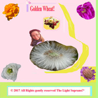 Maria E. Antonsen - Golden Wheat!