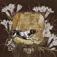 Prawn - Greyhound