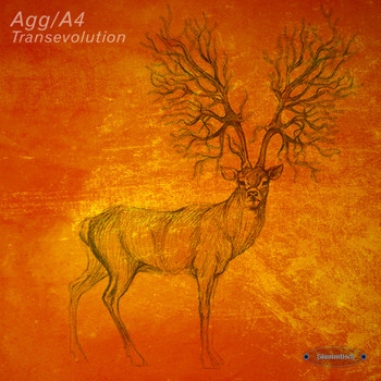 Agg/A4 - Transevolution