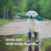 Rain Sounds Nature Collection, Rain Sounds Sleep and Ocean Sounds Collection - Natural Rain & Nature Natural Collection