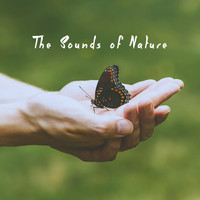 Rain, Healing Sounds for Deep Sleep and Relaxation and Ambient Rain - The Sounds of Nature