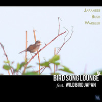 Bird Song Lounge Feat. Wild Bird Japan - Japanese Bush Warbler