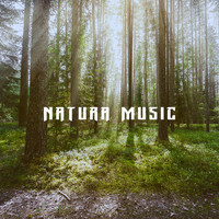 Nature Sounds, Rain Sounds and Rain - Natura Music