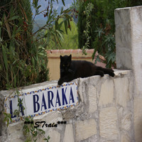 Strain - La Baraka