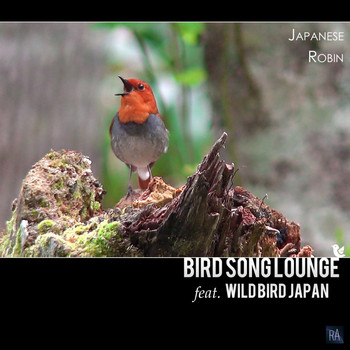 Bird Song Lounge Feat. Wild Bird Japan - Japanese Robin